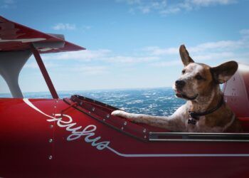 Xbox vacation business celebrities charming pet dogs, oh as well as Master Chief